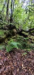 Plants: image 56 Of 208 Thumb